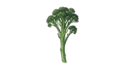 brokkolini