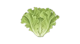 crispisalat