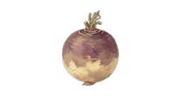 kålrot