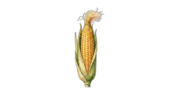 mais