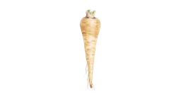 pastinakk