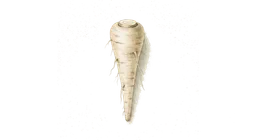 persillerot