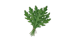 ruccola