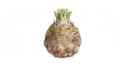 sellerirot