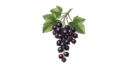 solbær